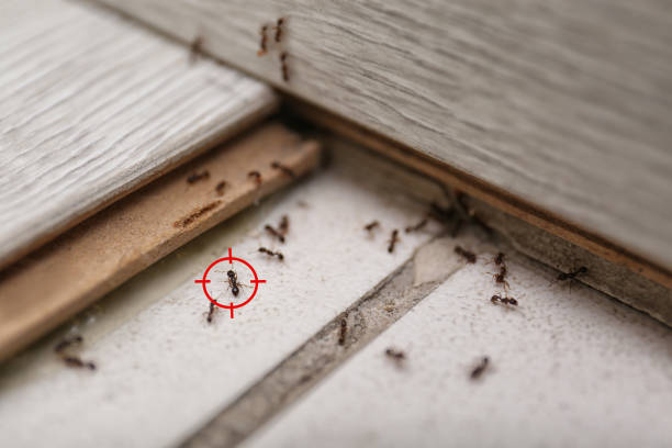 Spider Control Near Me in Bronte, TX